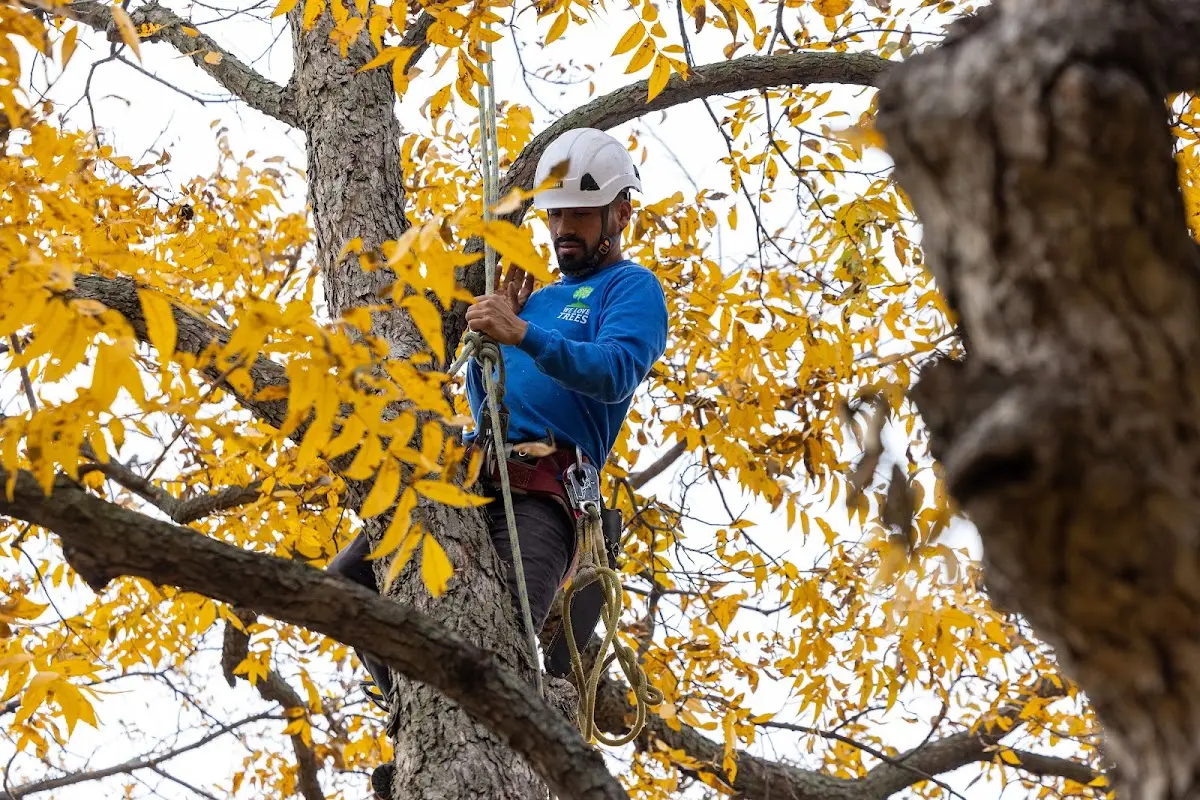 Skilled Tree Planing crew working in Park Ridge