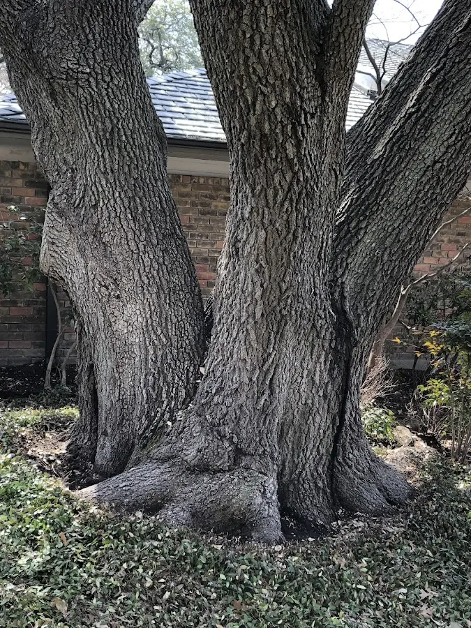 Mature heritage tree close to a Park Ridge property cared for by certified arborists